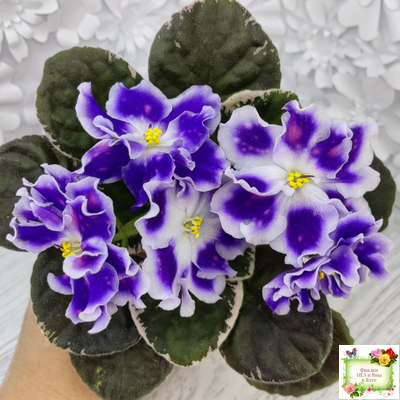 ВаТ-Монарх (Т. Валькова) 2016 г.