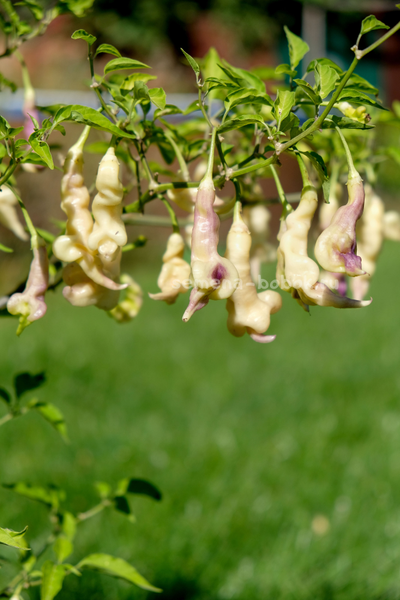 Перец острый Aji Confusion (Ахи Конфуз), 10 шт