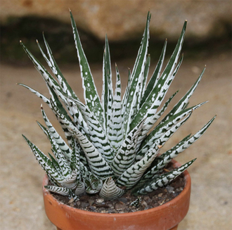 Haworthia fasciata Alba, Хавортия полосатая Альба, красивая хавортия ...