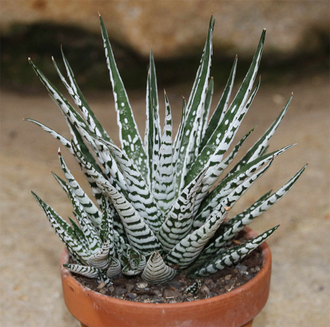 Haworthia Fasciata Alba