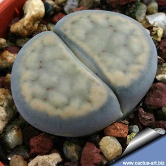 Lithops schwantesii (grey form) C146 (MG) - 10 семян