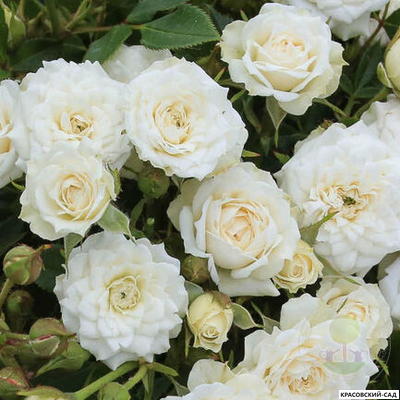 Роза миниатюрная Вайт - Rosa miniature White