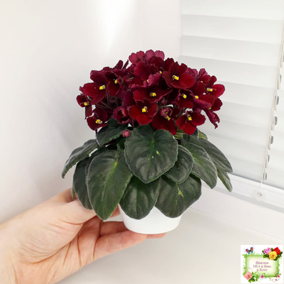 Jolly Mars (H.Pittman), #9718 (01/15/2007)