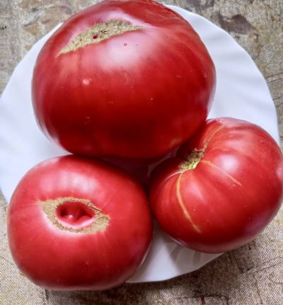 Томат Большой итальянский Миссис Максвелл (Mrs Maxwell’s Big Italian)