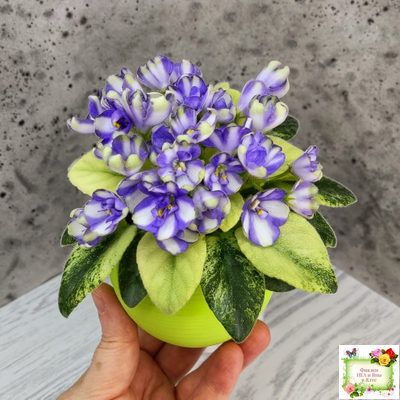 Н-Аватар химера (пасынок из цветоноса укоренённый)