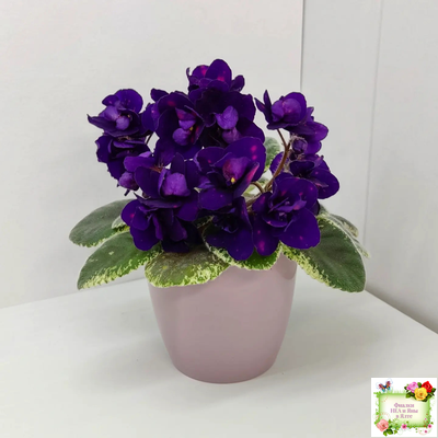 Mac's Smoldering Sapphire (G.McDonald)