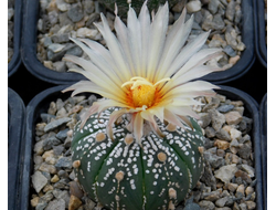 Astrophytum asterias SK x AS KIKKO (1140.1) - 10 семян