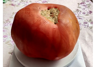 Томат Семейный великан
