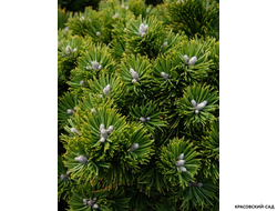 Сосна Шервуд Компакт - Sherwood Compact