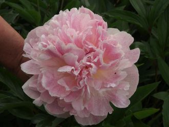 Paeonia Courage