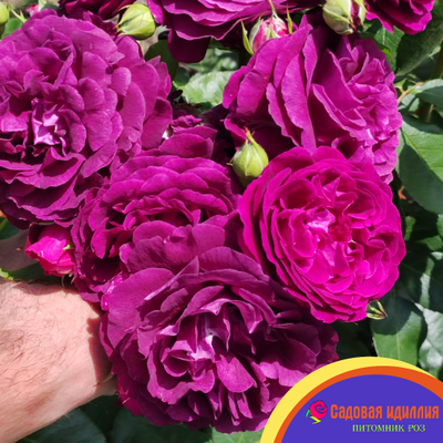 Твайлайт Зоун (Twilight Zone)