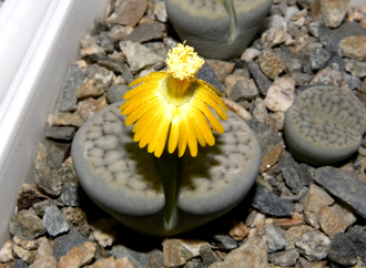 Lithops schwantesii v.urikosensis