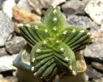 Aztekium valdezii (d=20mm)