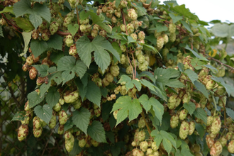 Хмель (Humulus lupulus) шишки (5 мл) - 100% натуральное эфирное масло