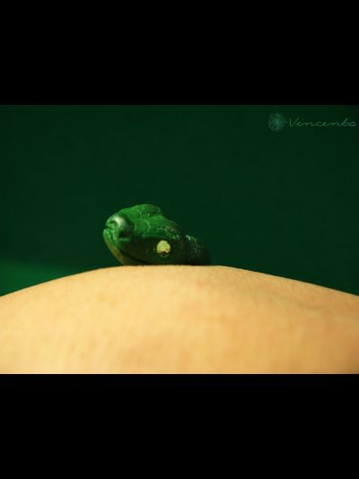 Браслет "Тропическая змейка"