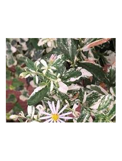 Астра вариегатная Хакикоми Фу