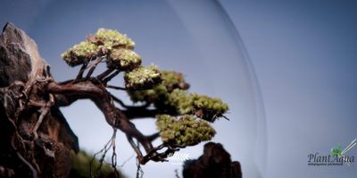 Биобутылка Biolark LED PD 170 (175мм х 195мм)