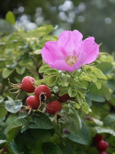 "Шиповник декоративный" Силиконовый молд