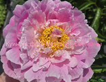 Paeonia Queen bee