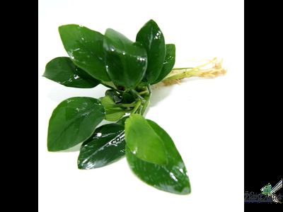 Анубиас Бартери Нана