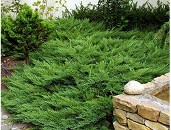 Можжевельник казацкий Tamariscifolia, C2