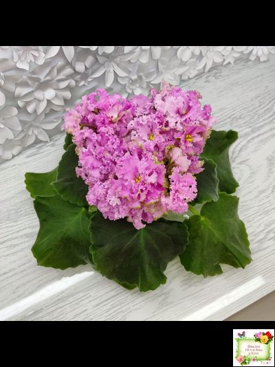 НД-Розовая Скумпия (Н. Данилова-Суворова) 2022 г.