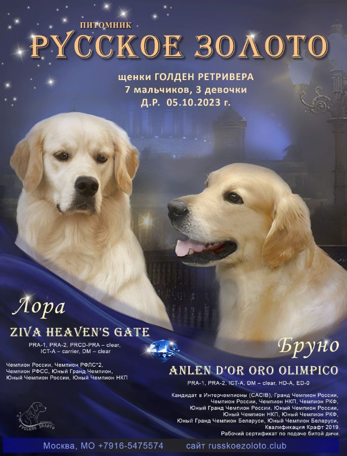 Родились щенки от пары Чемпионов ANLEN D'OR ORO OLIMPICO / Бруно / и  ZIVA HEAVEN'S GATE /Лора/