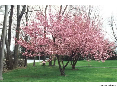 Вишня Канзан - Kanzan