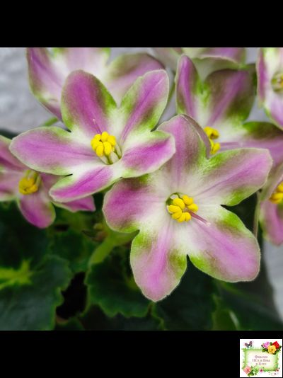 RIV-Амнезия (И. Растегаева) 2024 г.