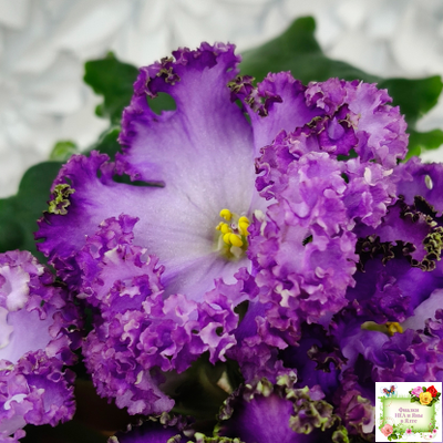 АВ-Пенная Вечеринка (Фиалковод) 2021 г.