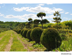 Туя Смаргад в форме шара