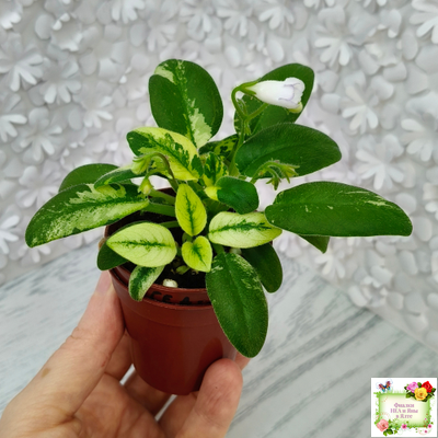 ГЕА-Я Подарю Вам Ландыши химера по листу трейлер