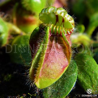 Cephalotus follicularis. Цефалотус