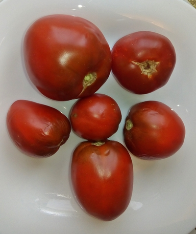 Томат Гном Австралийская Капля (Dwarf Aussie Drop)