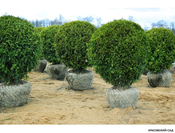 Туя Брабант в форме шара - Brabant