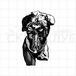 ФП штамп "Органы" (а)