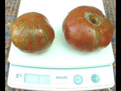 Томат Ирландский полосатый  (Irish Stripes)