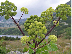 Ангелика, Дягиль (Angelica archangelica/Archangelica officinalis) Россия, 1 г  - 100% натуральное эфирное масло
