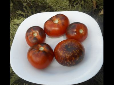 Томат Темная галактика (Dark Galaxy)