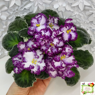 АВ-Навсегда (Фиалковод) 2021 г. (лист посажен 03.11.25)