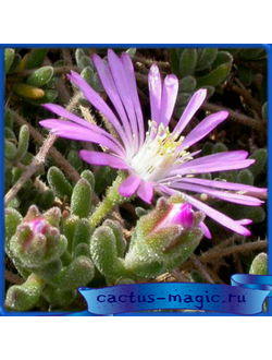 Drosanthemum floribundum