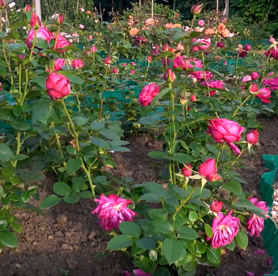 Роза Сентер Роял (Senteur Royale), ОКС, Россия