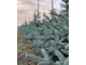Ель колючая Super Blue Seedling