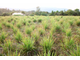 Лемонграсс (Lemongrass/Cimbopogon citratus) (5 мл) - 100% натуральное эфирное масло