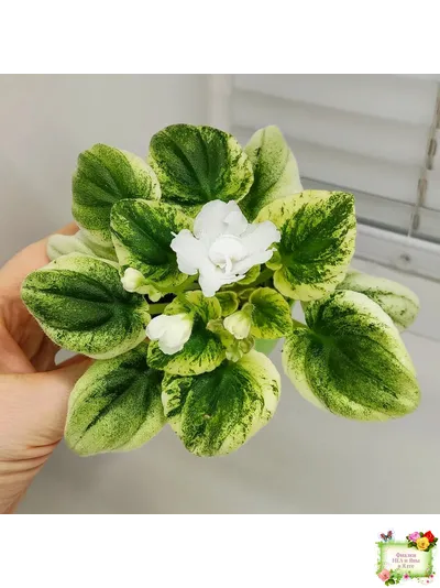 OS-Дыхание Весны (С.Осипова) 2019 г. (клакамас с кроновой пестролистностью)