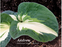 Хоста Эндрю фото