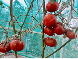 Томат Лавандовое озеро (Lavender Lake)