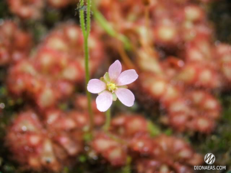 Drosera  "Dielsiana"