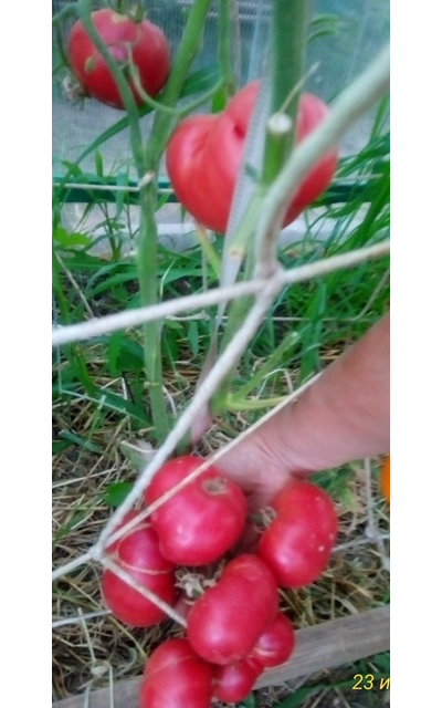 Томат Новое поколение Бурчема (Burcham's New Generation) США