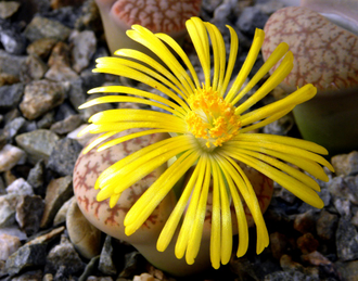 Lithops pseudotruncatella v.elisabethiae C187 - 10 семян